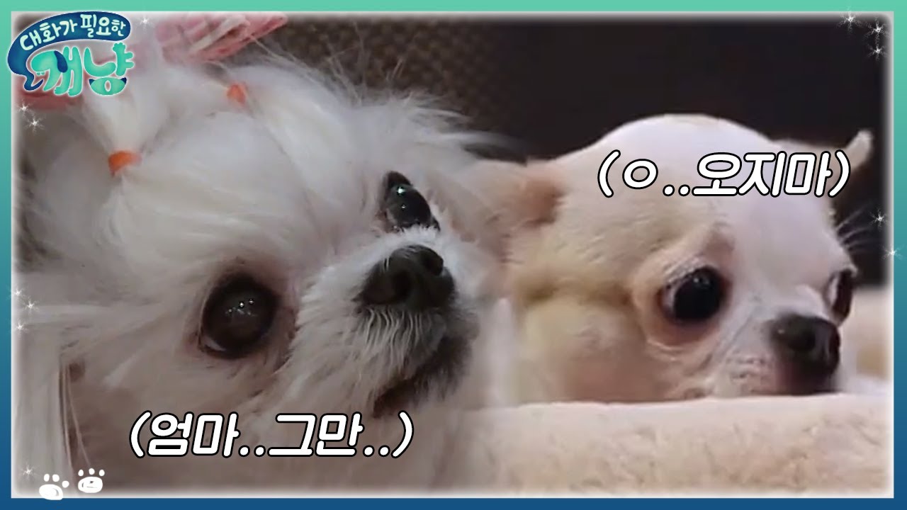 강아지 고양이 베프 만들기 위한 지독한 노력 | #대화가필요한개냥 EP14 #05