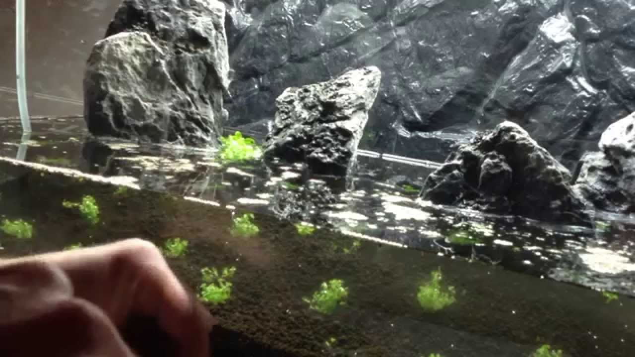 Documental acuariofilia montaje acuario de paisajismo acuático IHP