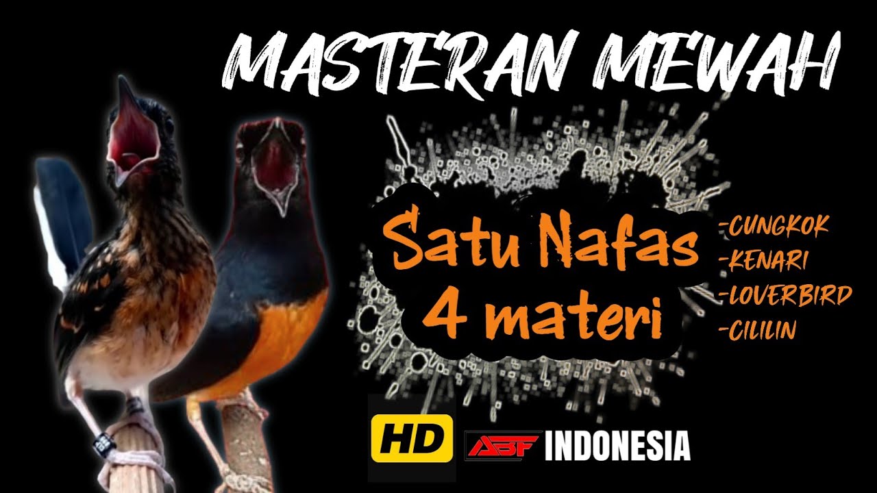 Sekali nafas 4 lagu !! MASTERAN MURAI BATU FULL ISIAN TEMBAKAN SUPER MEWAH‼️