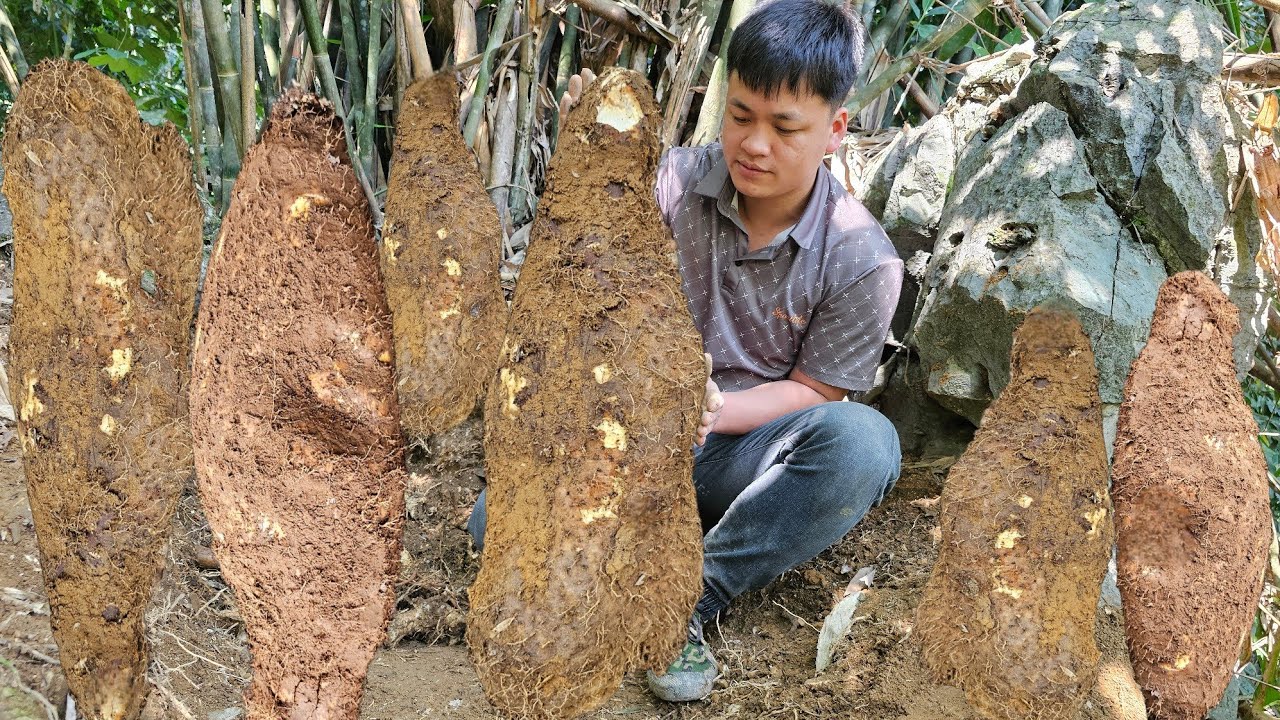 Trieu Kha followed the deep forest trail to conquer the Giant Potato and process the food.