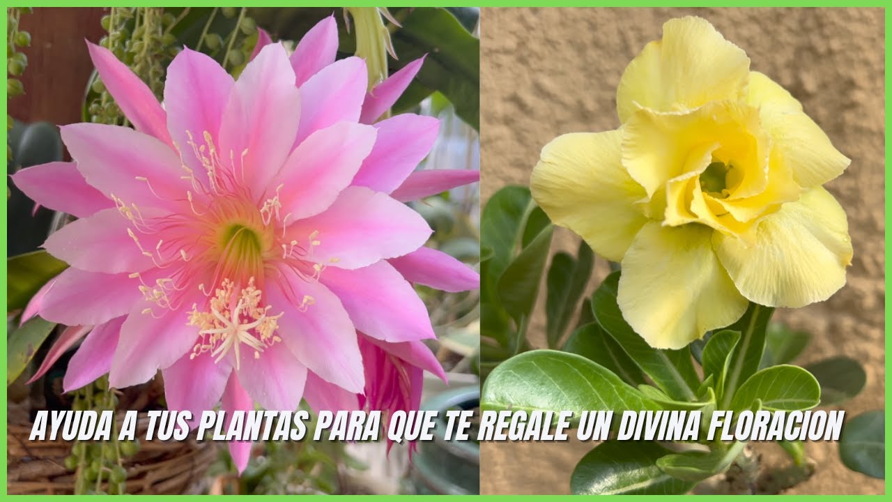 Ayuda a tus Plantas para que te Regale un Divina Floracion