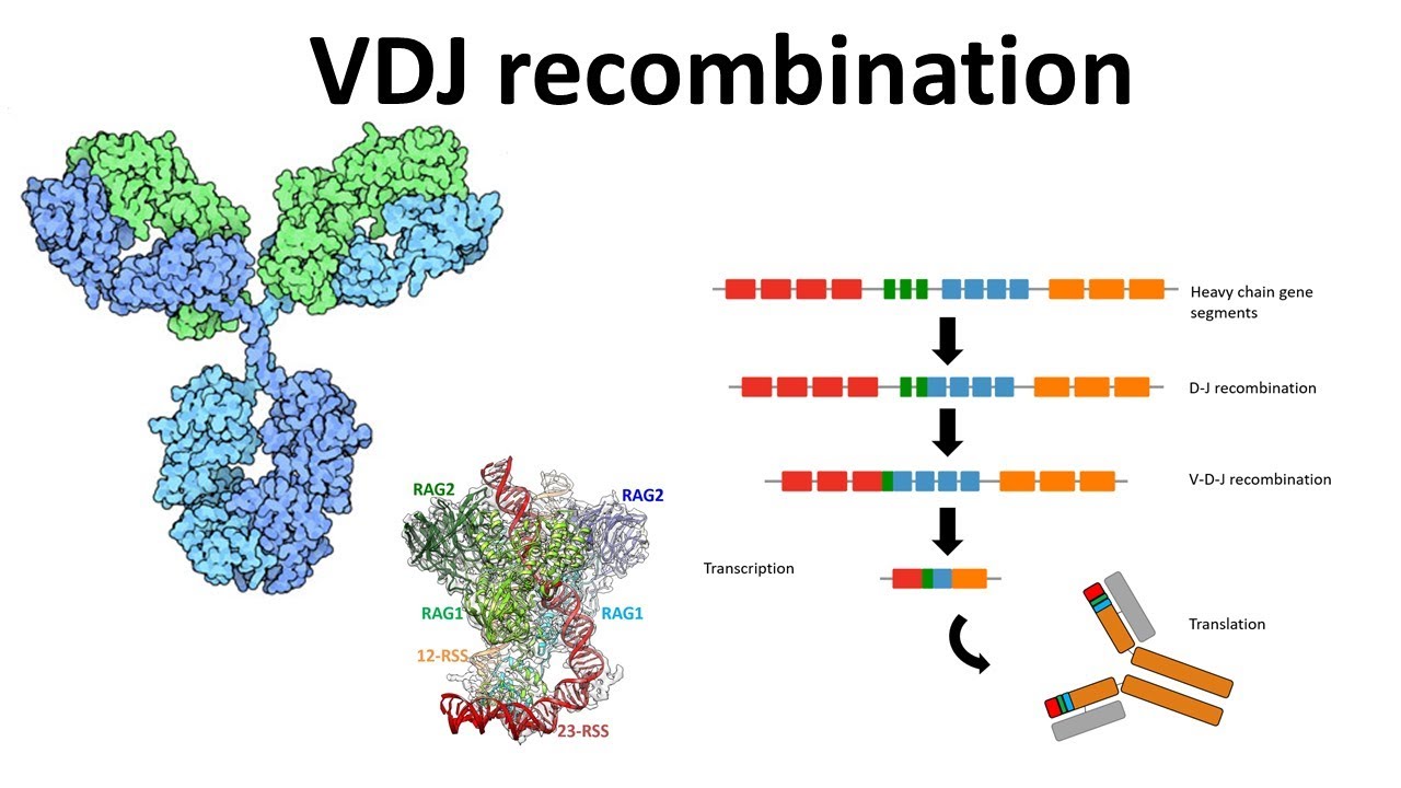 VDJ recombination overview | Generation of antibody diversity | Antibody diversity mechanism | VDJ