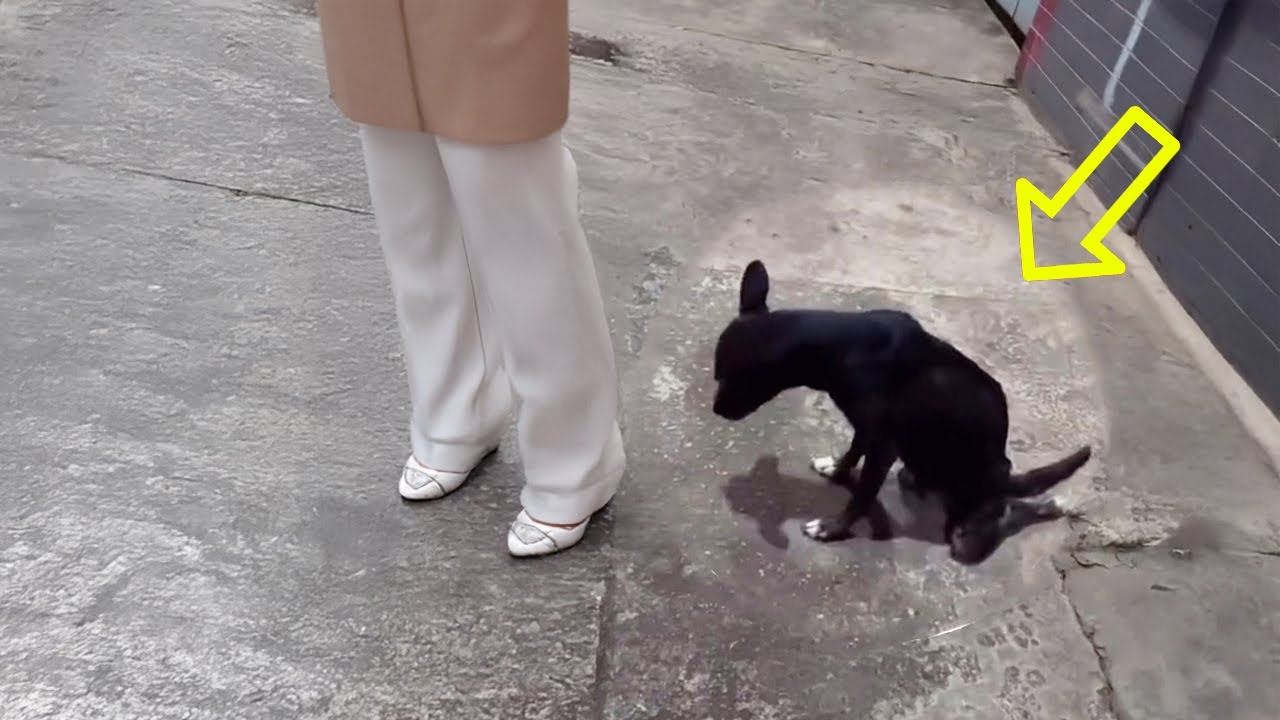 We Thought She Was Just Hungry… But What We Saw on Her Knees Shocked Us