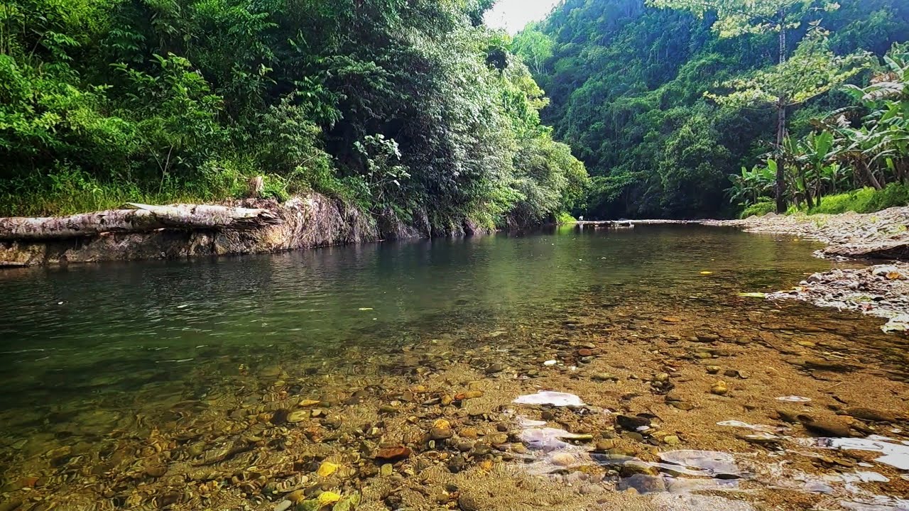 Clear River in the Forest | Peaceful River Sound for Deep Relaxation