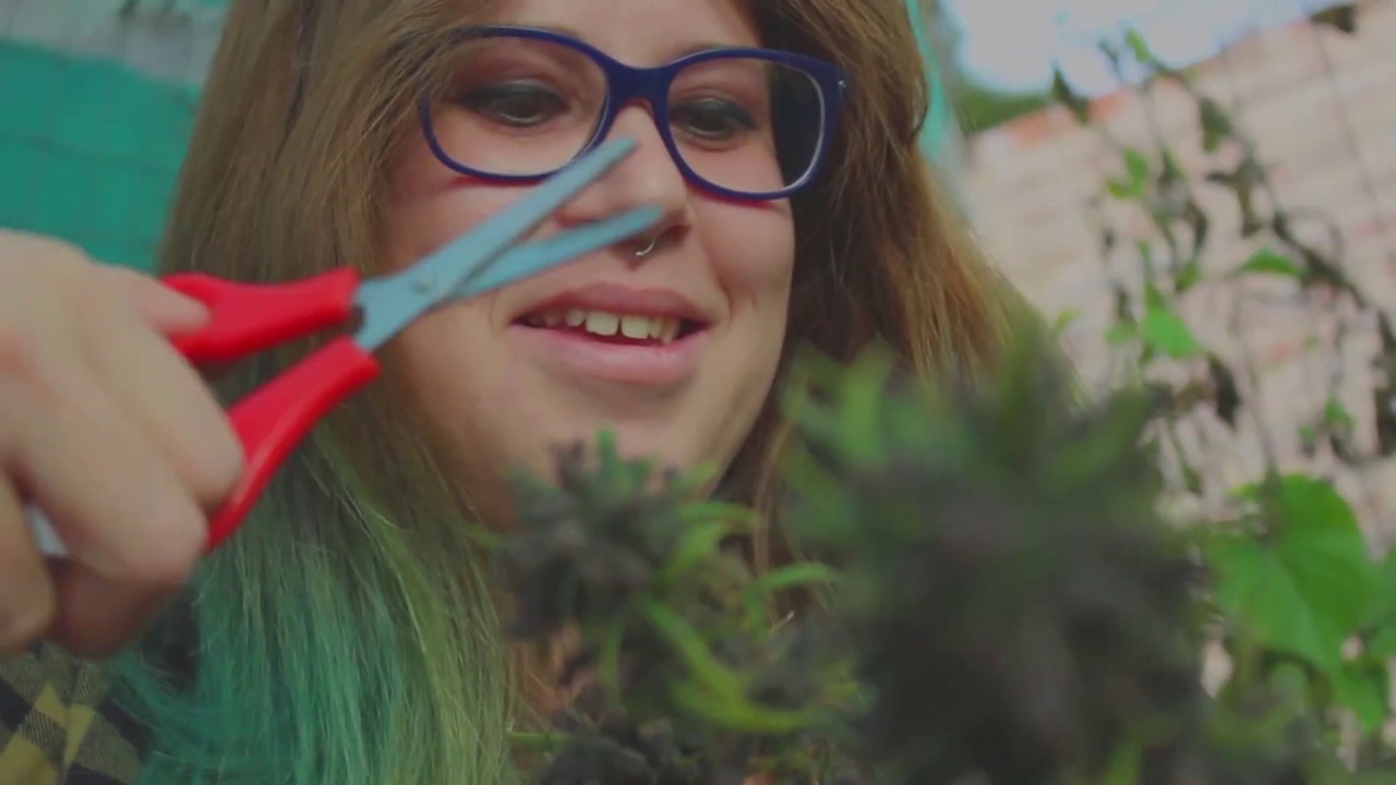 Autocultivo Marihuana Documental