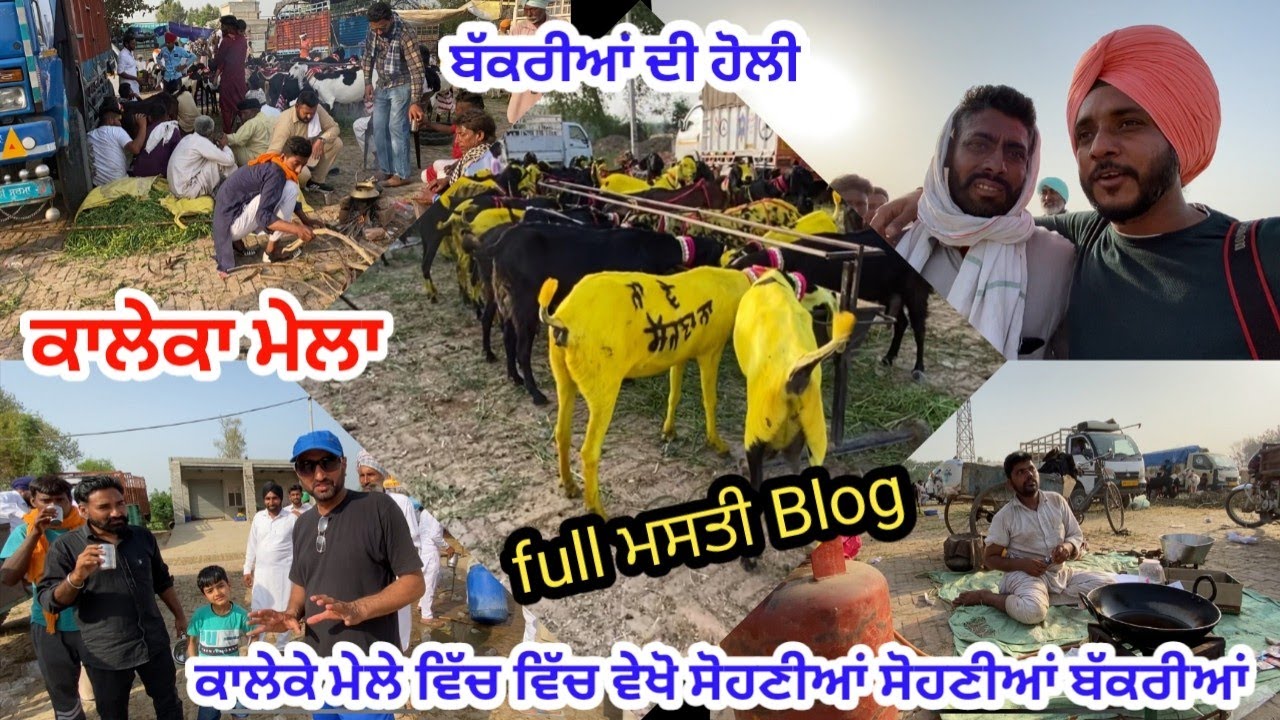 ਵੇਖੋ ਕਾਲੇਕੇ ਮੇਲਾ - Kaleke Mela blog - goat farming @iltilanadhuri