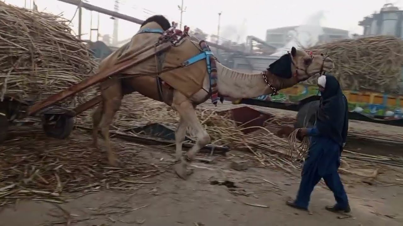 شوگر مل میں اونٹ 🐫 ریڑھی کی انٹری زمیدار کسان گنے کی فصل لے کر اونٹ ریڑھی میں شوگرمل میں داخل