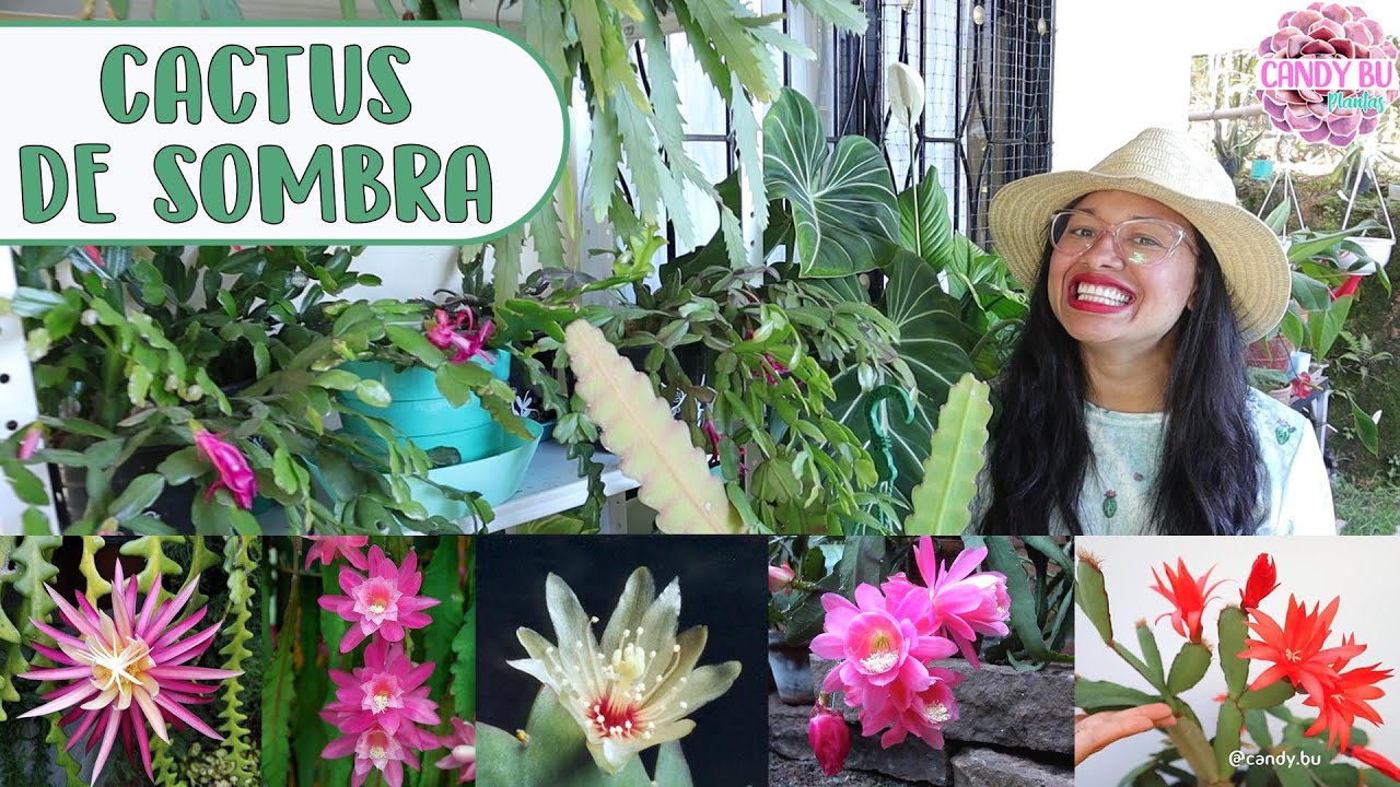 Mi colección de CACTUS DEL BOSQUE / CACTUS DE SOMBRA: Sus flores son lo más impresionante │Candy Bu