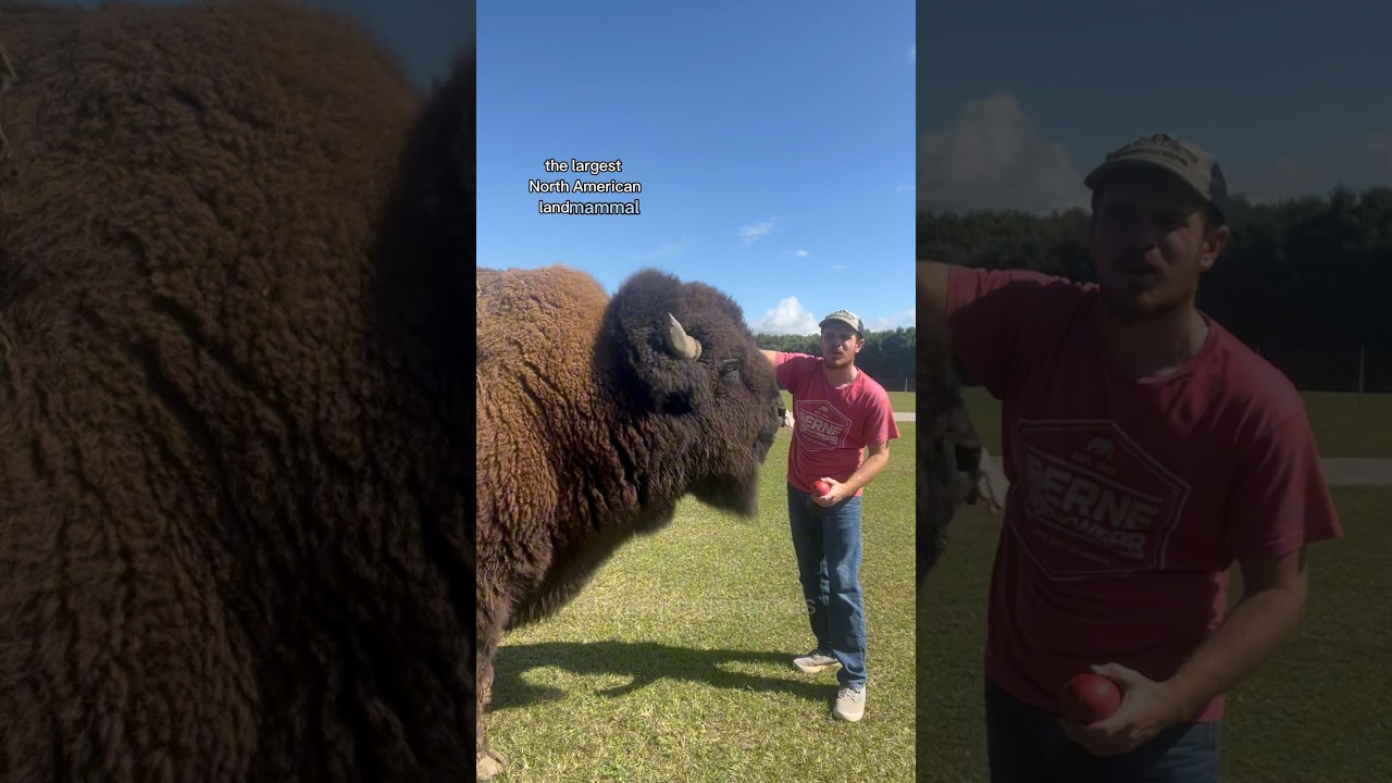 The Largest Animal! #animals #amazinganimals #dangerousanimals