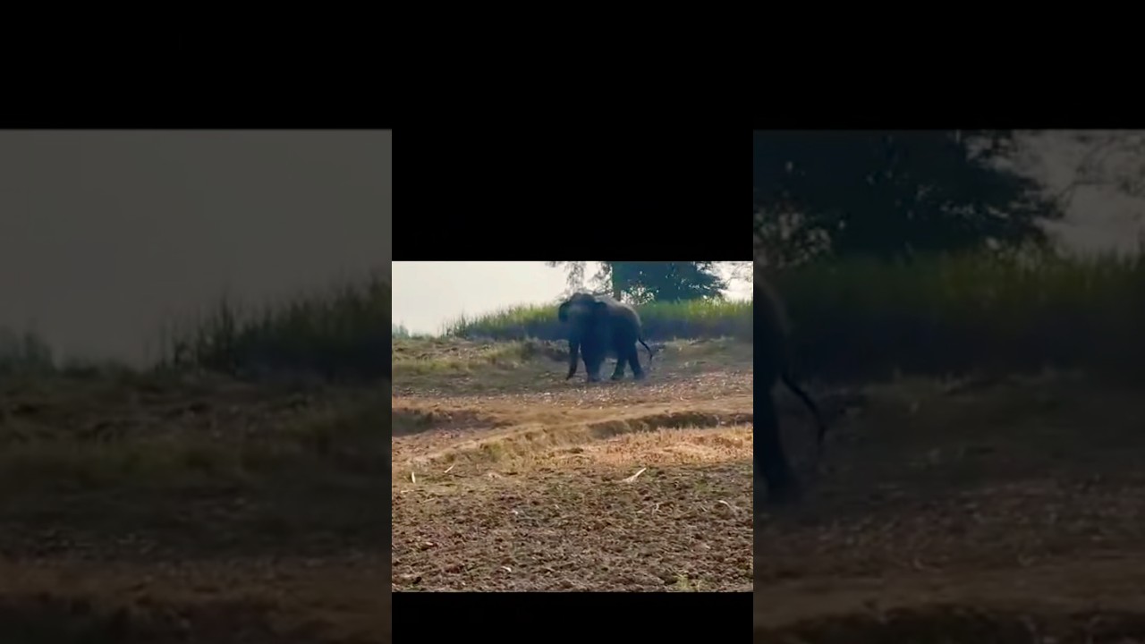 Man v/s Elephant Conflict 😱