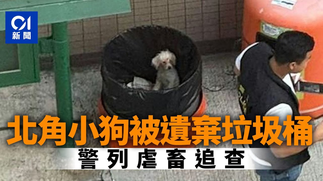 北角雲景道小狗被遺棄垃圾桶　愛協帶走照料｜01新聞｜突發｜動物｜愛協｜警察｜貴婦狗