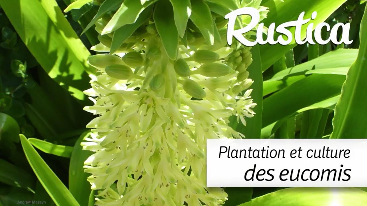 Planter en pot des eucomis