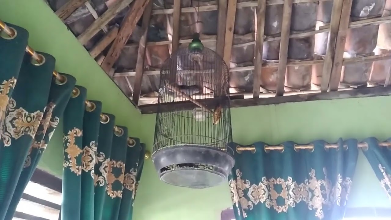 Suara Tembakan ROLL SPEED ❗burung Air Mancur serem KALAU masuk ke murai