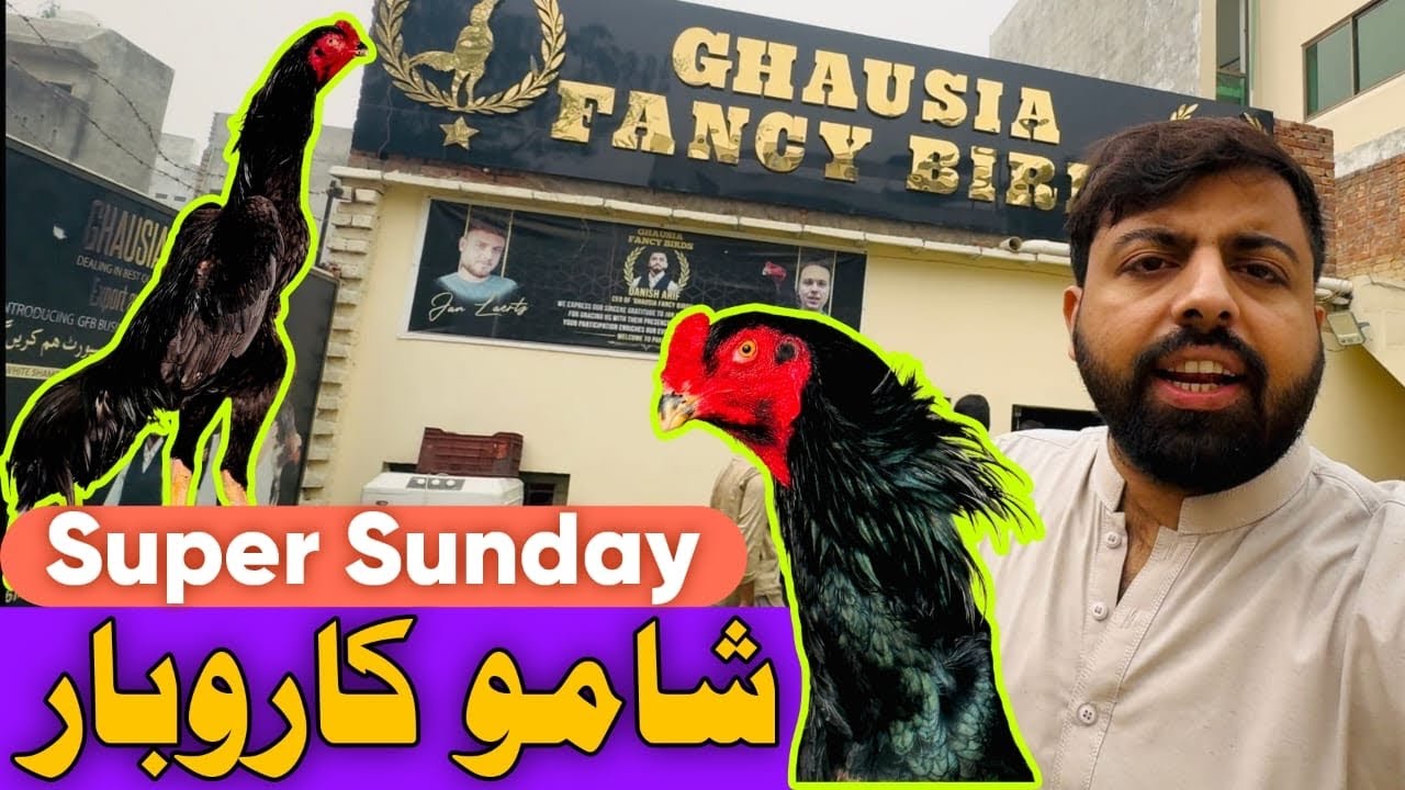 Shamo Jesa Business koi Nai Pakistan 🇵🇰 Mien || Beginners Zaroor is Business mien Aayen