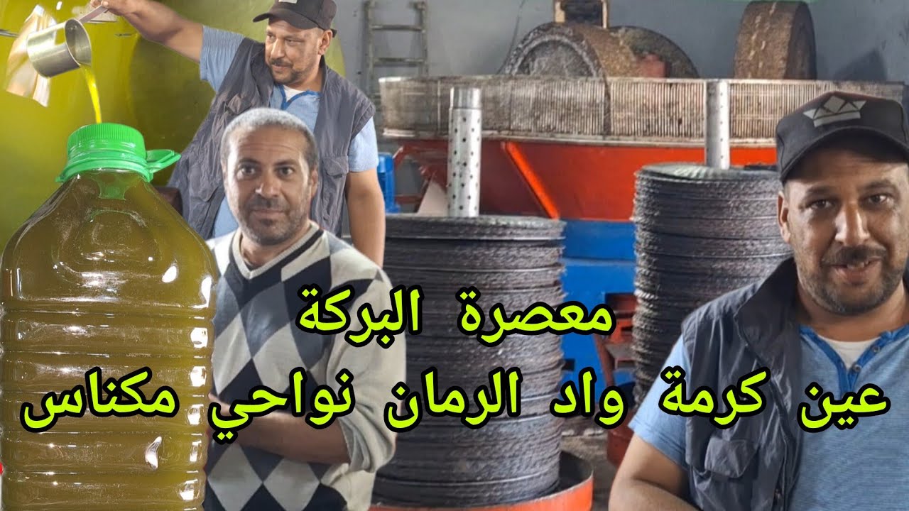 عصر زيت الزيتون بطريقة تقليدية الحجرة و الشوامي بمعصرة 