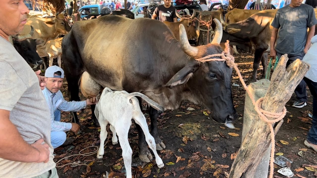 Vaca lechera de 18 botellas el el tiangue el transito san Miguel