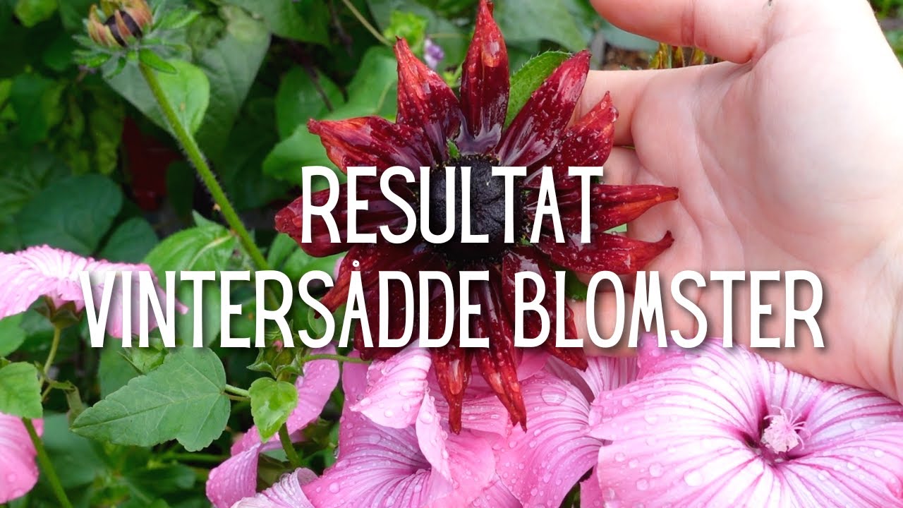 Vintersådde blomster - Slik gikk det!