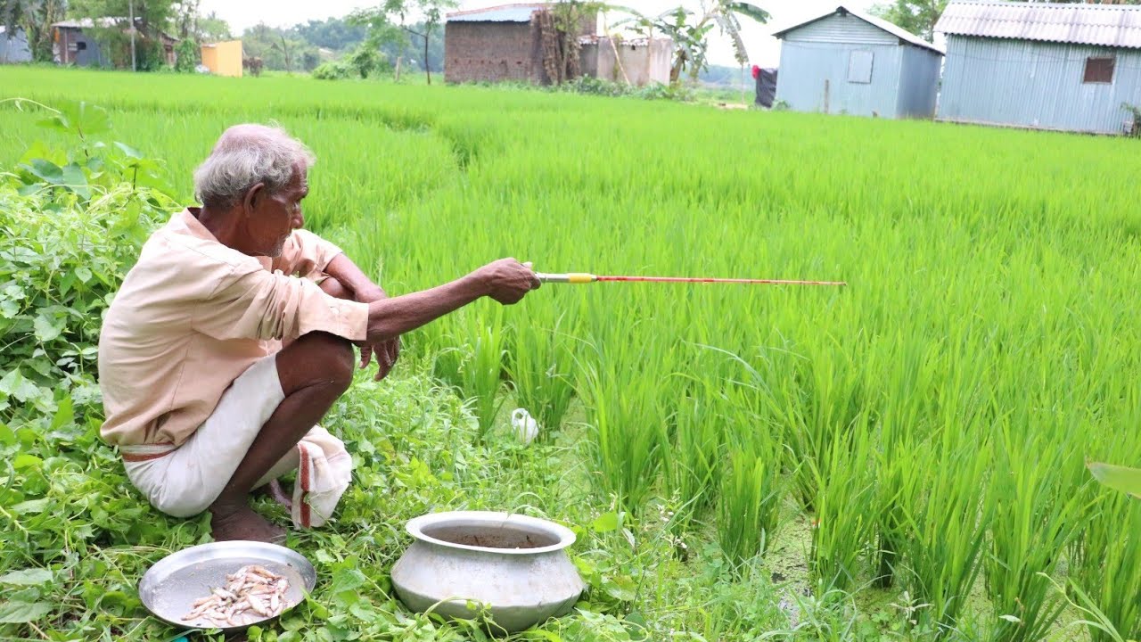 Fishing Video || Experienced grandpa caught fish from the paddy field using best bait and techniques