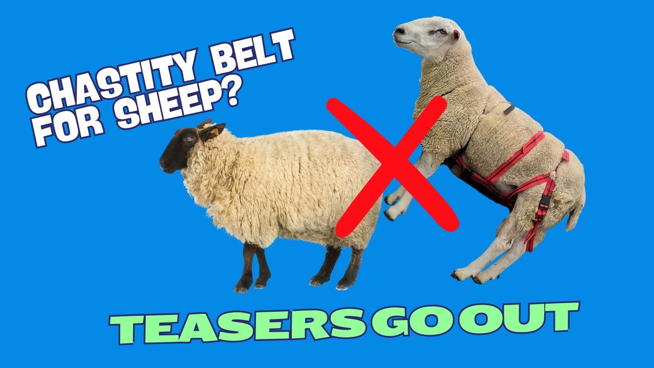 THE TEASERS ARE OUT!! USING A NOMATE HARNESS AND VASECOMISED RAMS TO GET MY EWES SYNCHRONISED!!