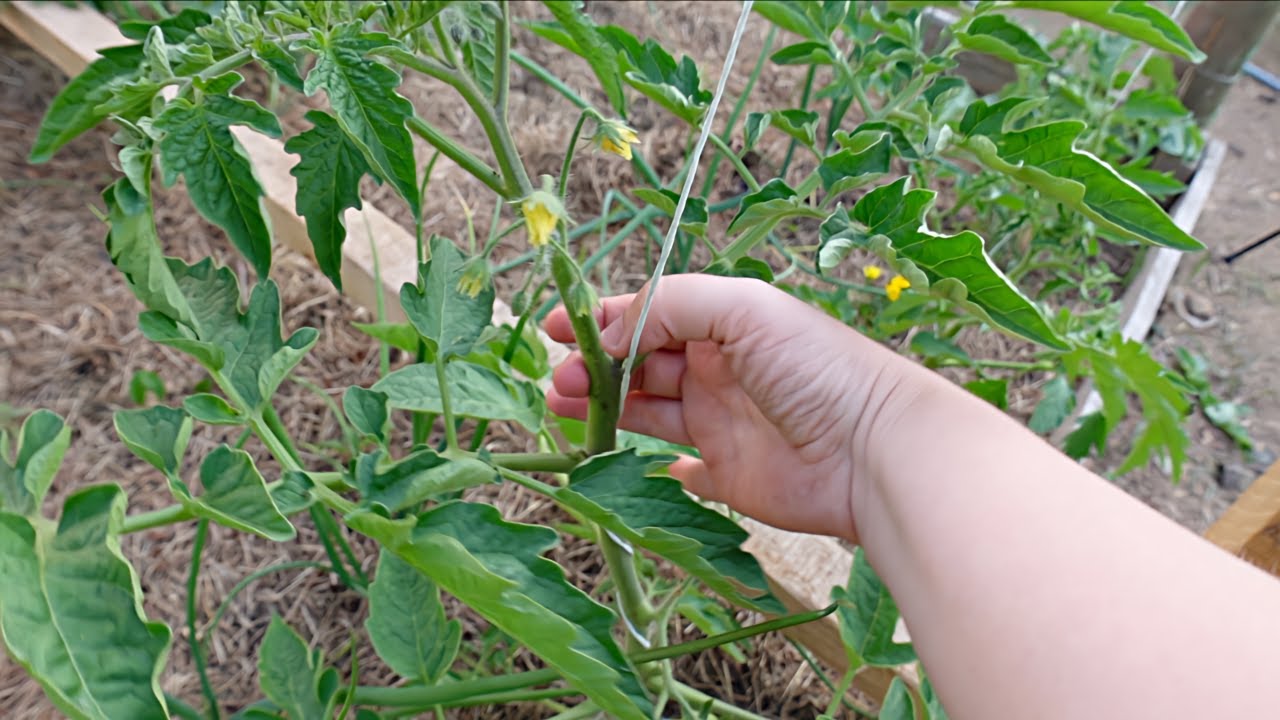 String Trellis Tomatoes - It’s Easier Than You Think!