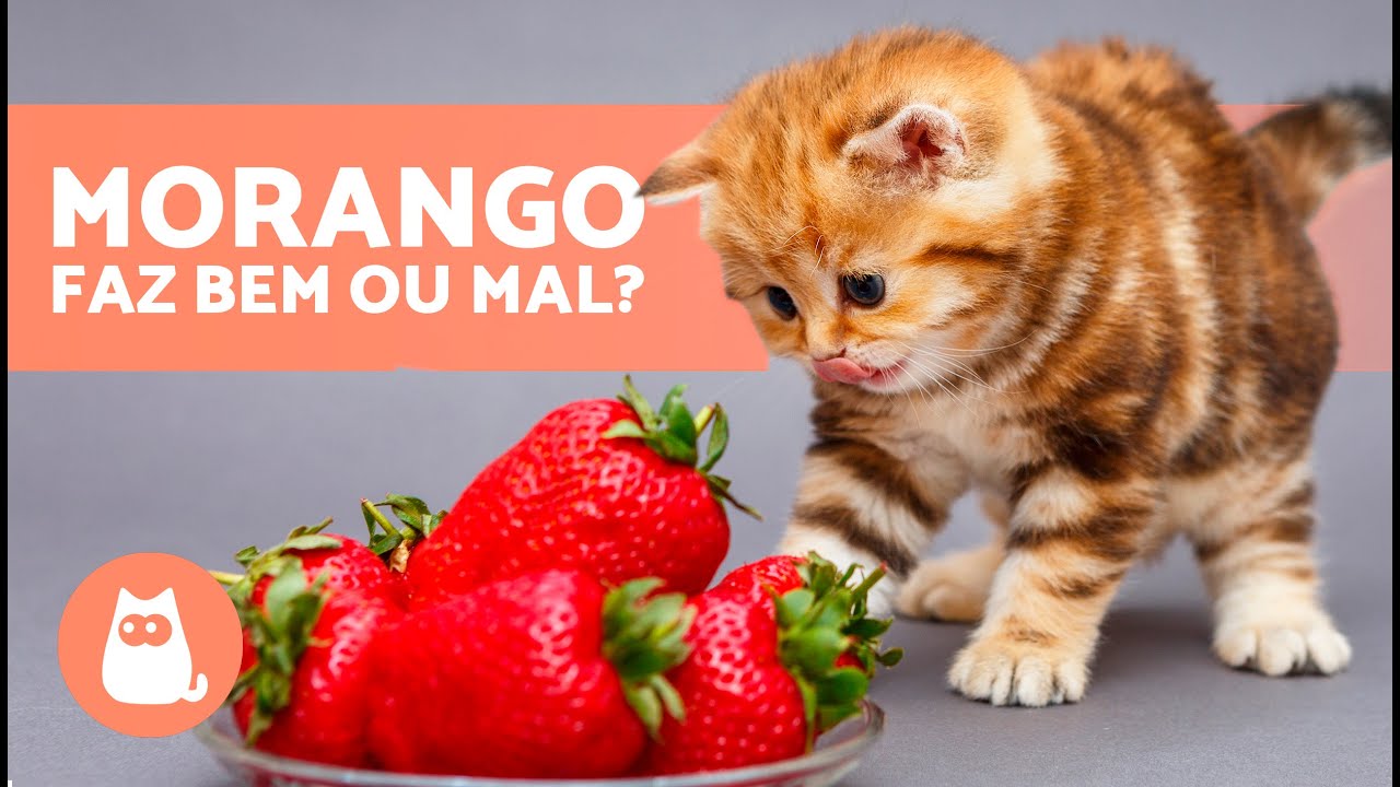 GATOS podem COMER MORANGO? 🐱🍓 Descubra!