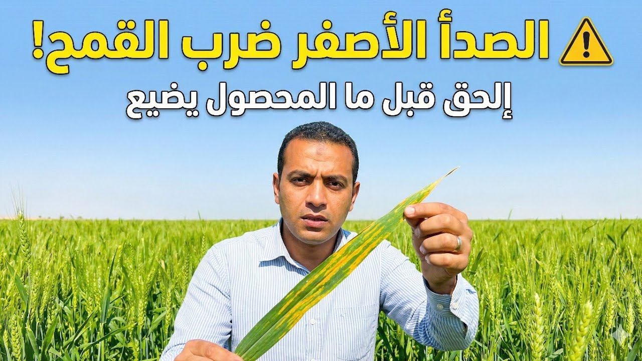 الصدأ الأصفر في القمح | تحذير عاجل لمزارعي القمح وحل مرض الصدأ الأصفر