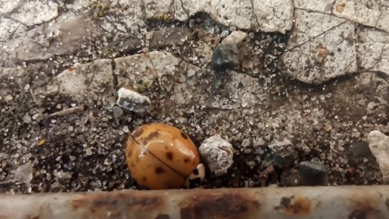 Xiaomi Redmi Note 8 Pro Macro lens Camera 2 Mpx test - ladybug beetle