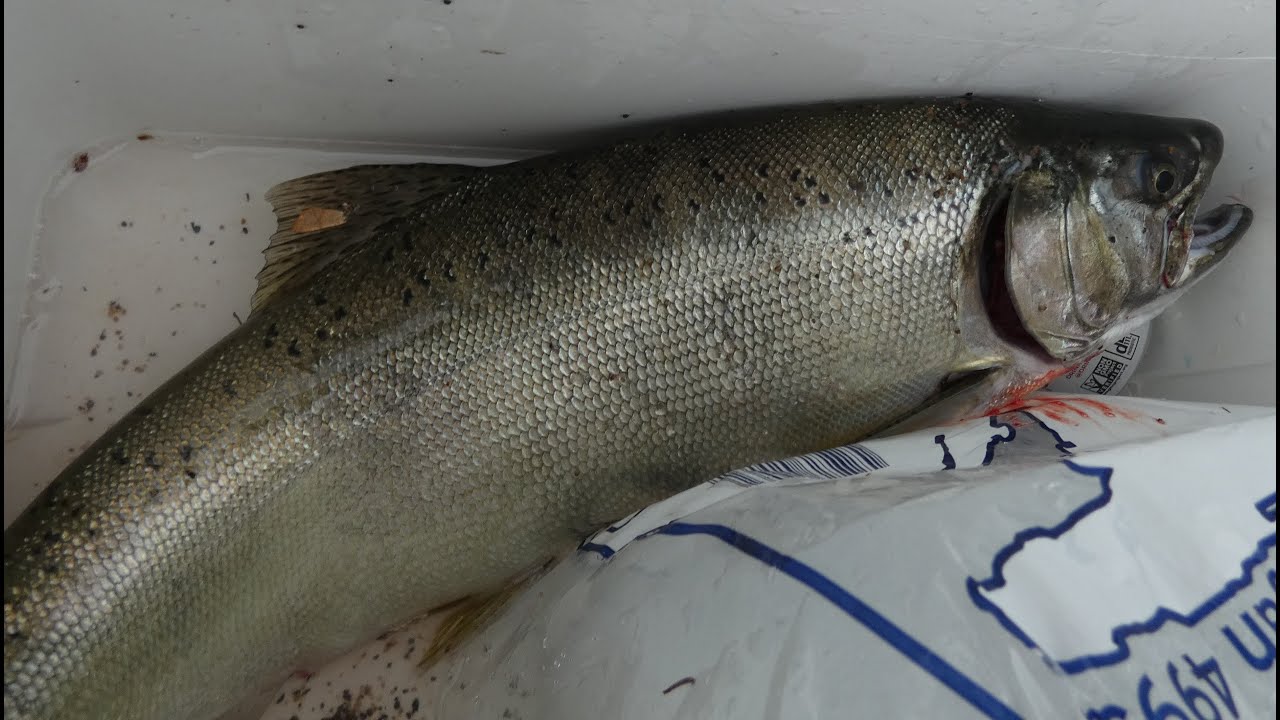 Salmon Fishing Lake Superior 2025 Fall Time In Upper Michigan