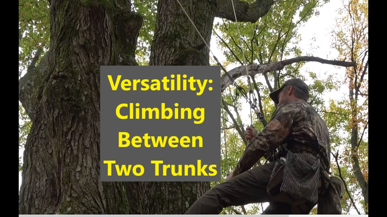 Versatility: Climbing Between Two Trunks