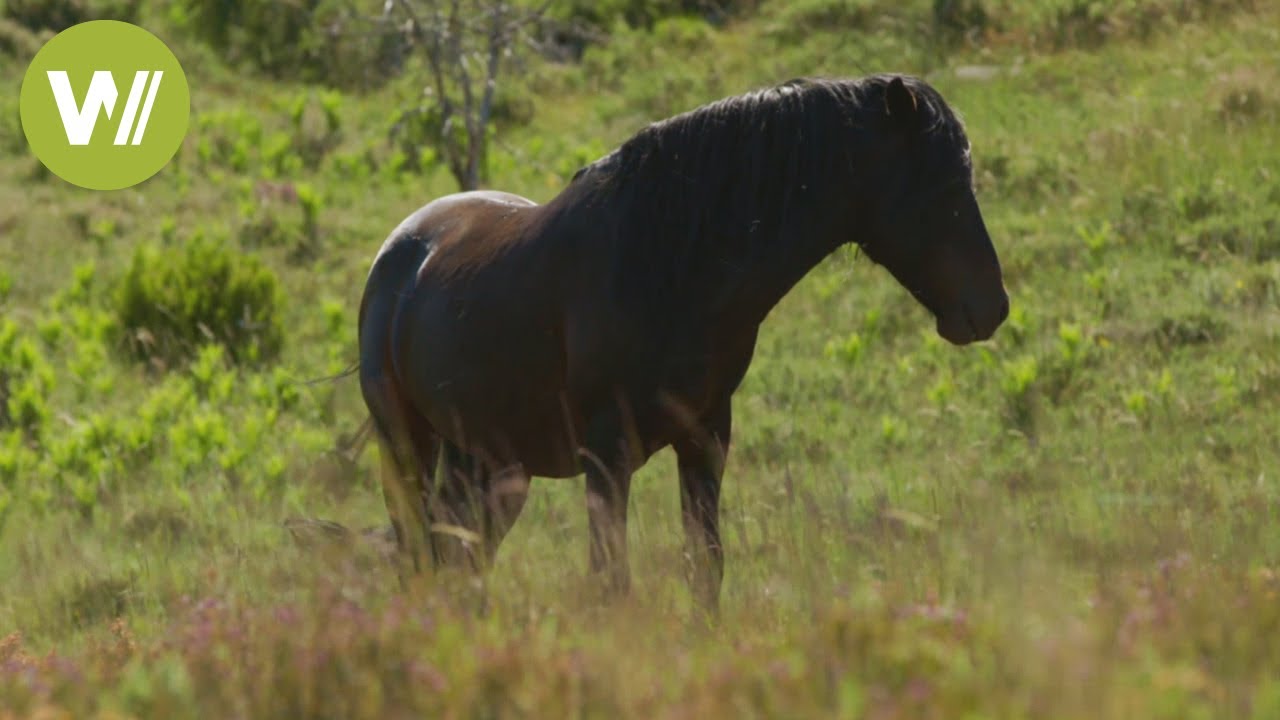 Wildpferde in Portugals Nationalpark 