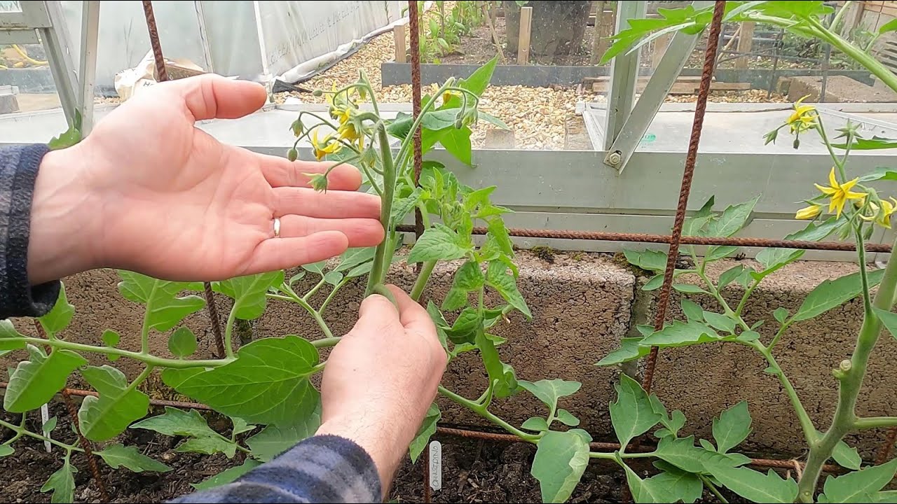 Badly behaved tomatoes