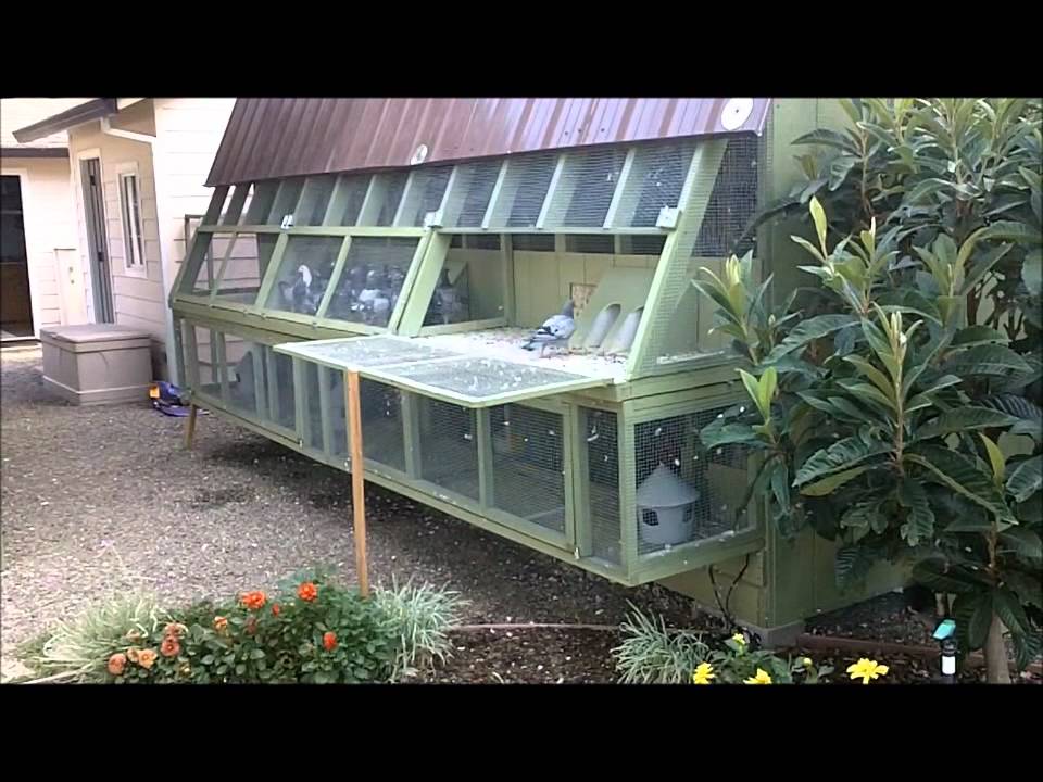 Late Hatch Birds September 4 2011.wmv