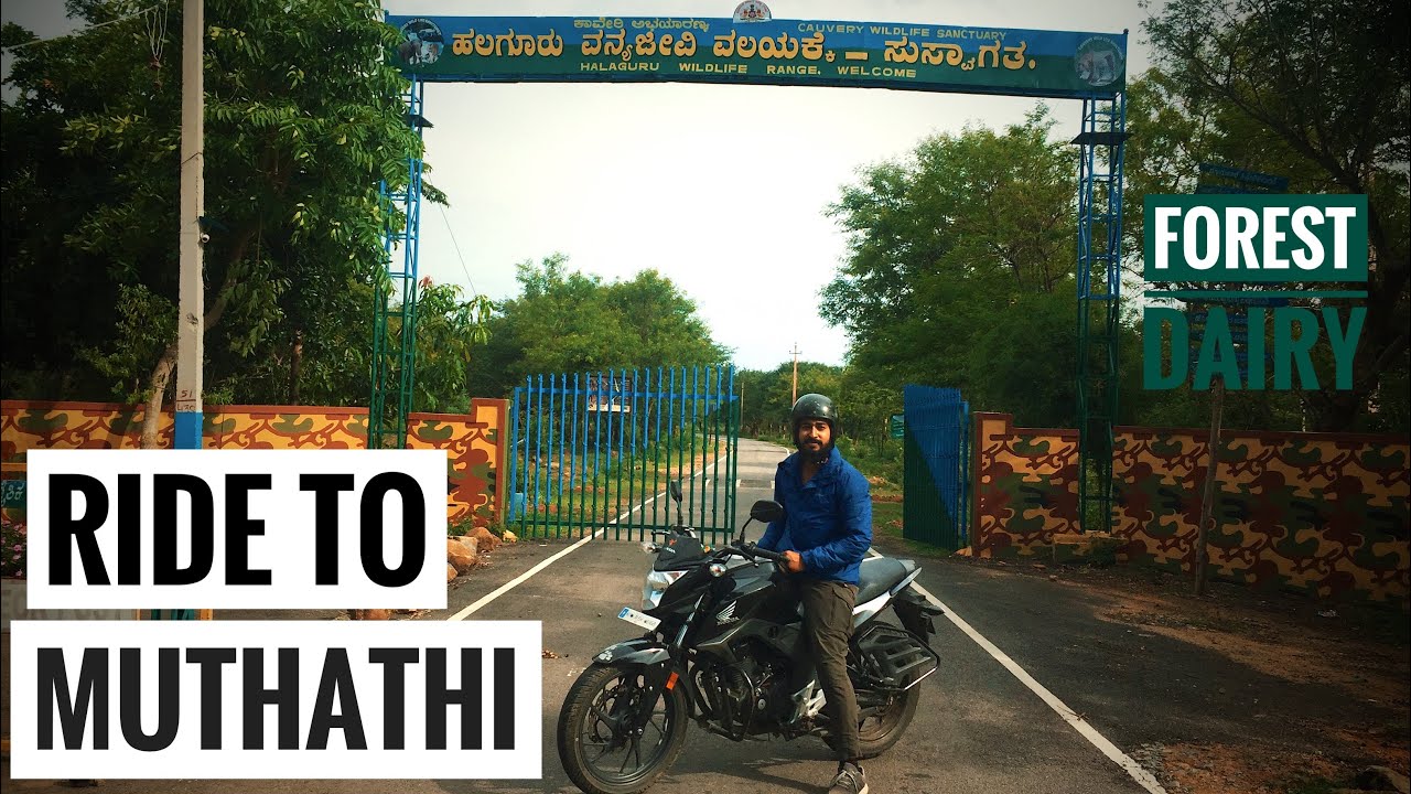 #Muthathi #Ride #Bikervlog    TRIP TO MUTHATHI || MYSORE TO MUTHATHI || RIVER KAVERI || HONDA HORNET