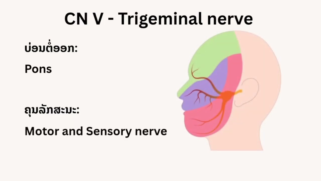 Nervous system Overview  By Zero to goal 