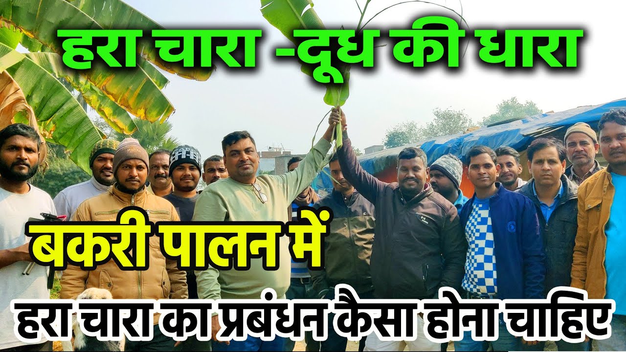 बकरी पालन में हरा चारा का प्रबंधन sudhir sir से सीखिये | Goat Farming Tips by Sudhir sir #greenfeed