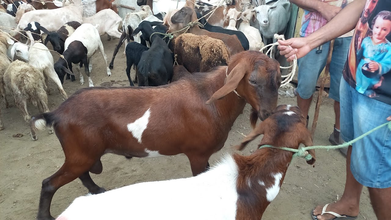 FEIRA DE CAPRINOS E OVINOS, BODE E OVELHAS EM CAMPINA GRANDE-PB 11/12/2024