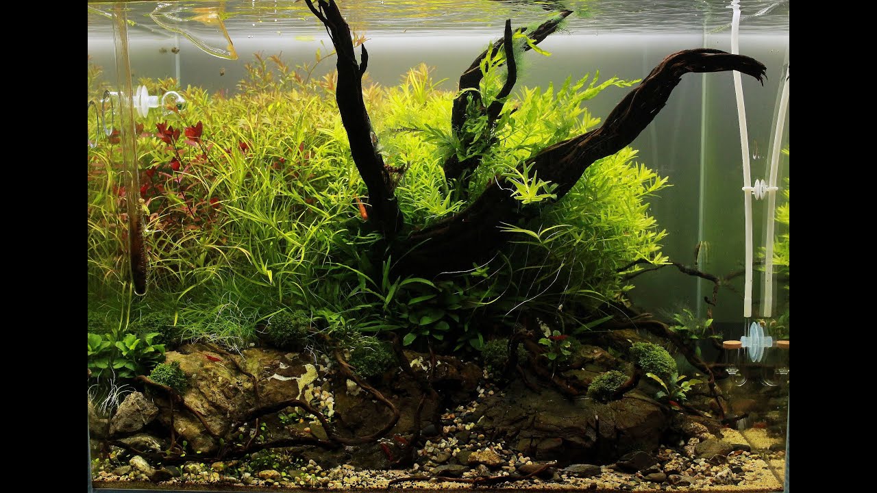 Snake Wood Aquascape - ADA Tank - "Wriggle Roots" - Step by Step Tutorial + Maintenance