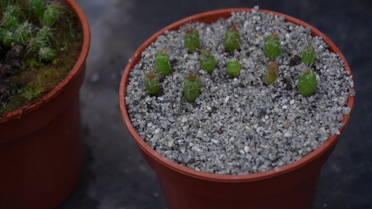 How to transplant cactus seedlings.  Thelocactus