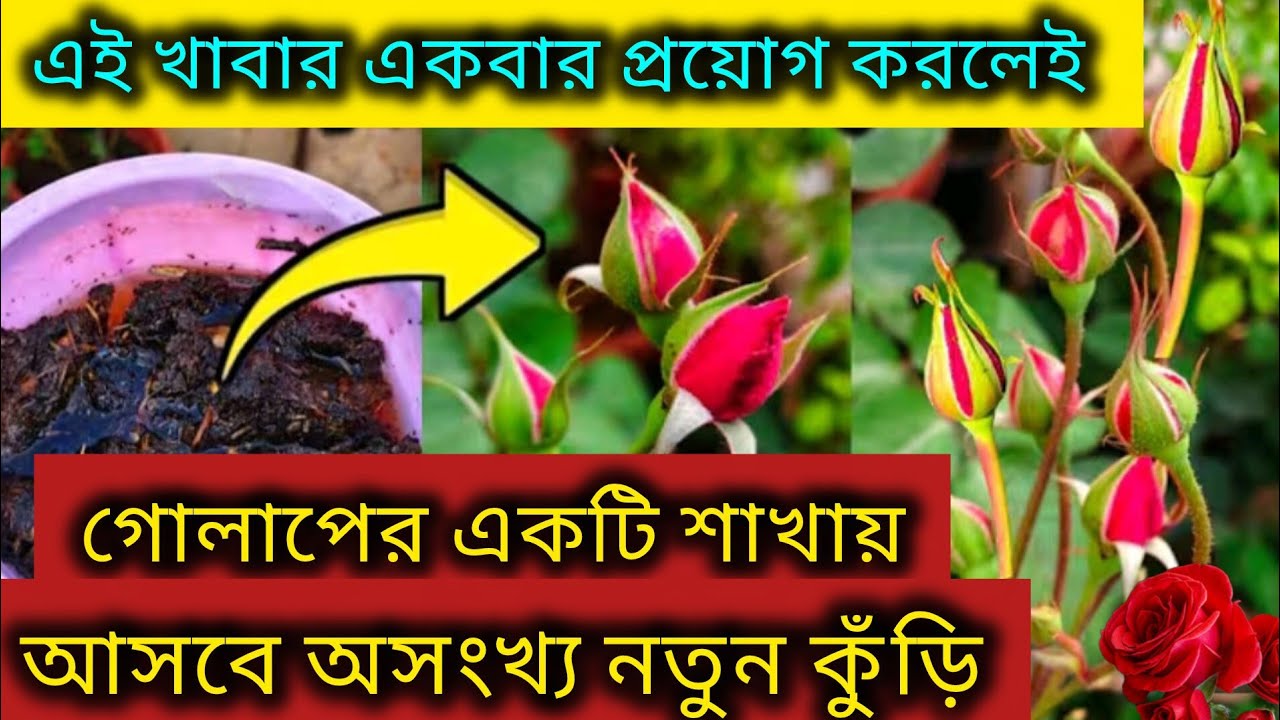 গোলাপের একটি শাখায় অগণিত কুঁড়ি/শীতকালে গোলাপ গাছের পরিচর্যা/Rose plant growing tips/Gulab ki care.