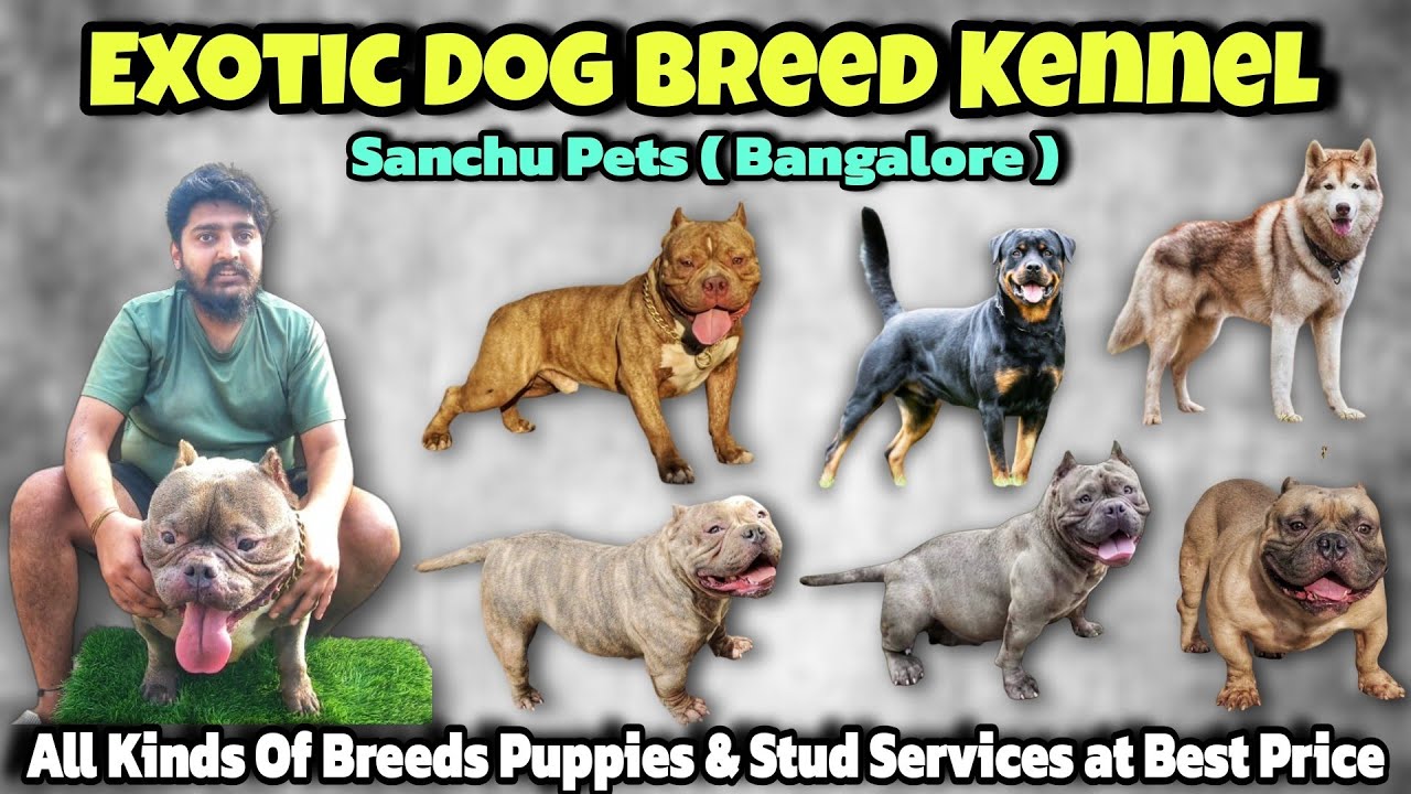 Exotic Breeds, Puppies & Stud😱 | Bully, Rottweiler, Chow Chow, Husky 😍 | @sanchupets ಕನ್ನಡ Vlog
