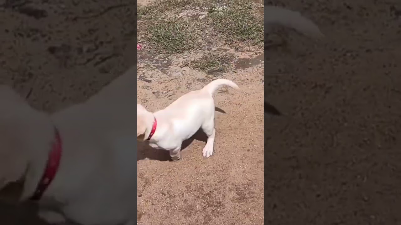 Labrador forever