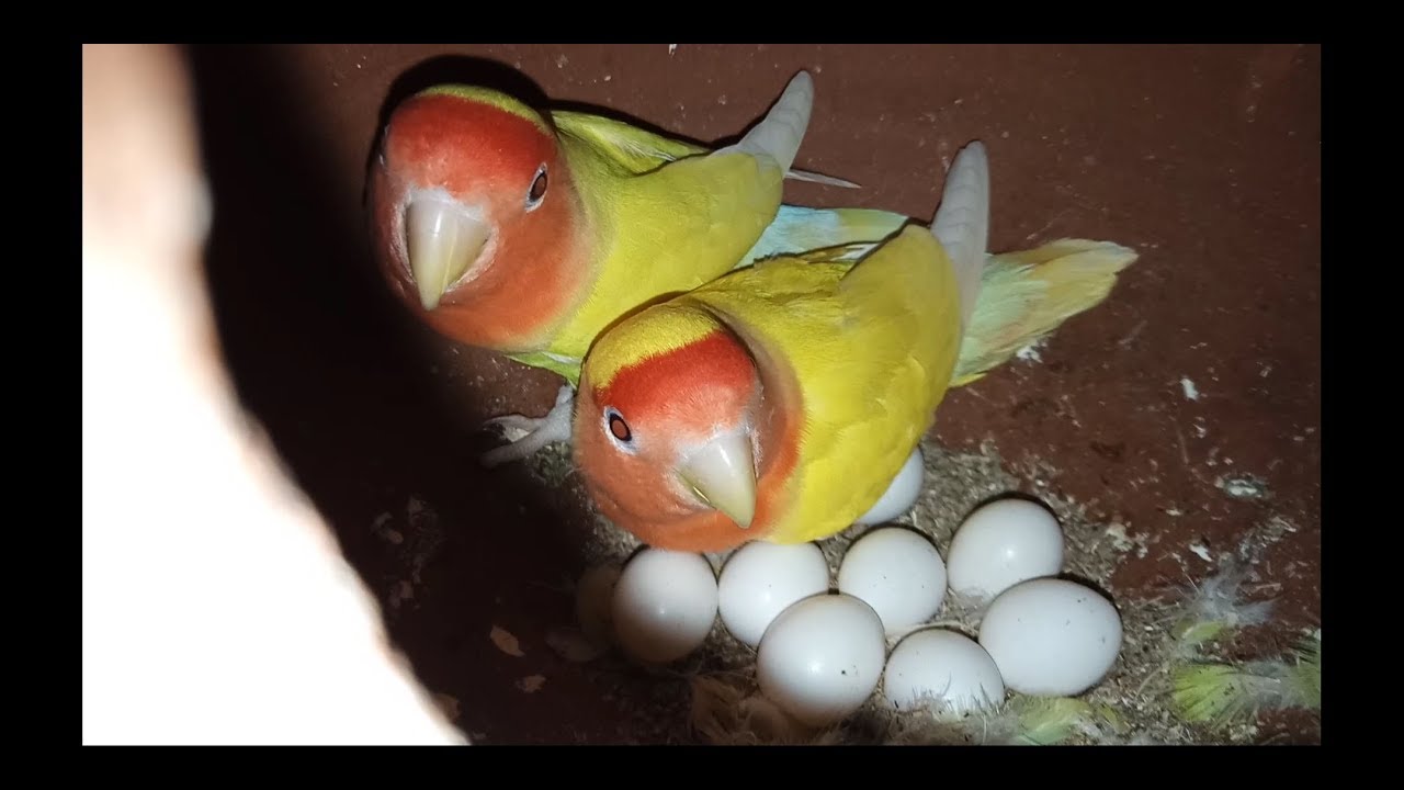 35 Pairs of Lutino Peachface Colony  Breeding Progress