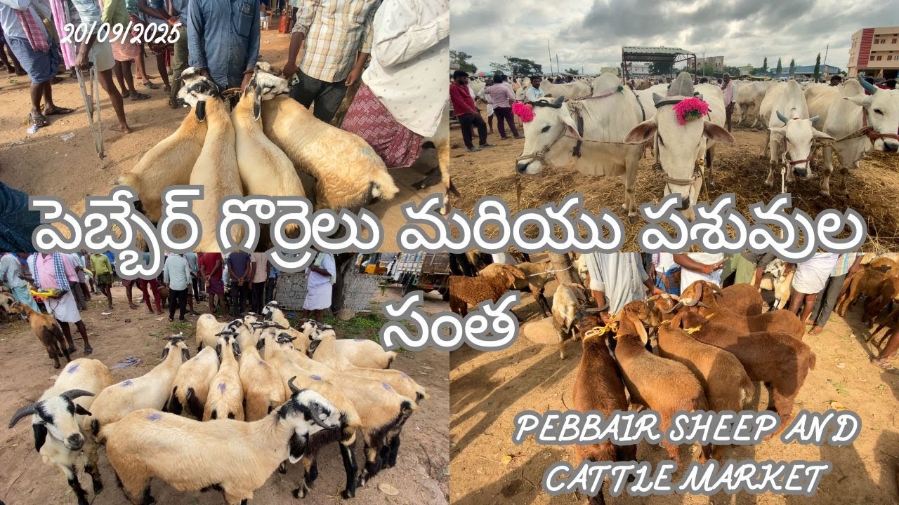 పెబ్బేర్ లో గొర్రెలు మరియు పశువుల ధరలు | Pebbair Sheep And Cattle Market Prices