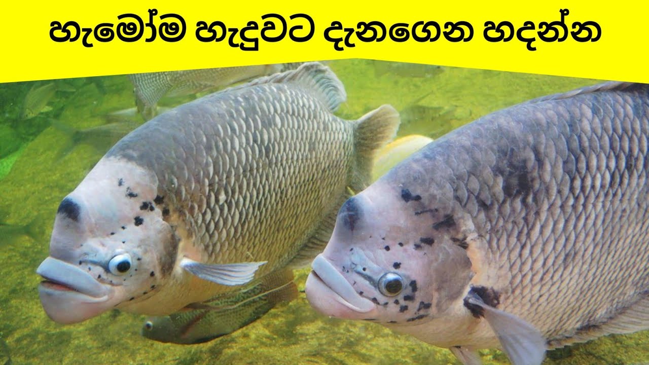හැමෝම ඇතිකරන යෝධ ගුරාමි (වැරදි) | Giant Gourami CARE (mistakes)