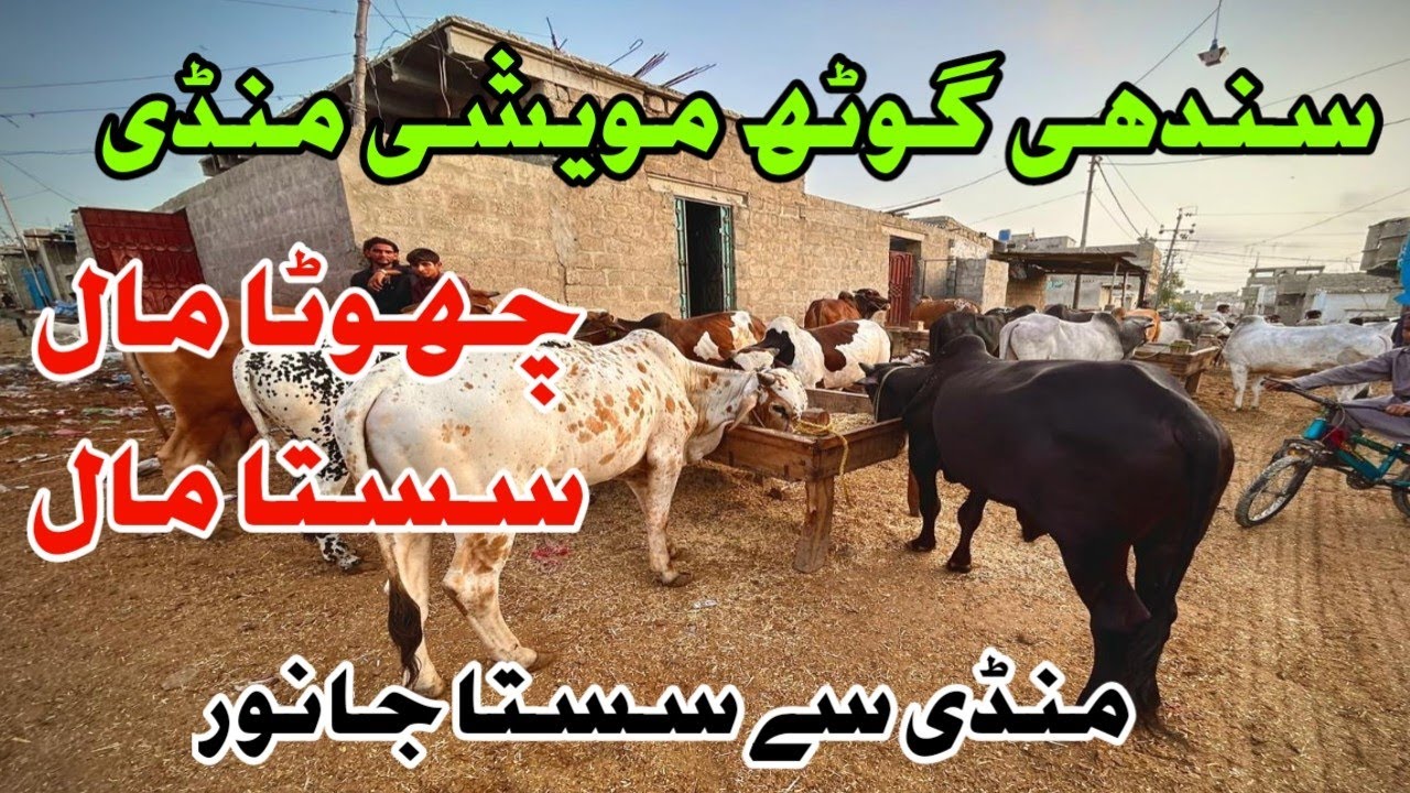 Mandi Se Sasta Janwar. Sindhi Goth Maweshi Mandi