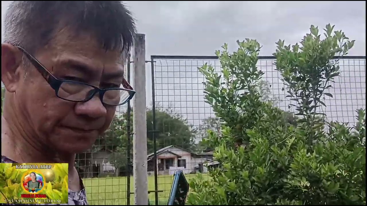 3 Years na calamansi hindi makalaki dahil sa mababang lugar