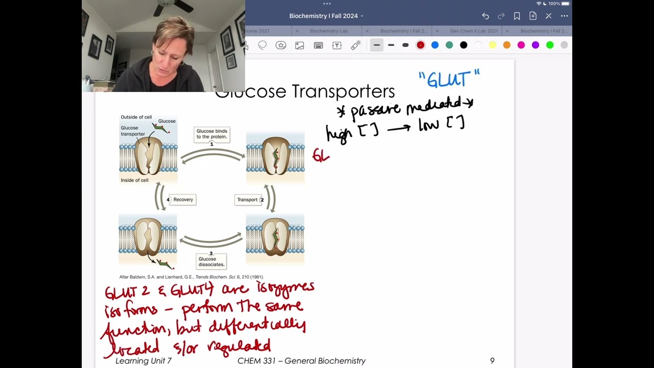 GLUT2 and GLUT4 Transporters