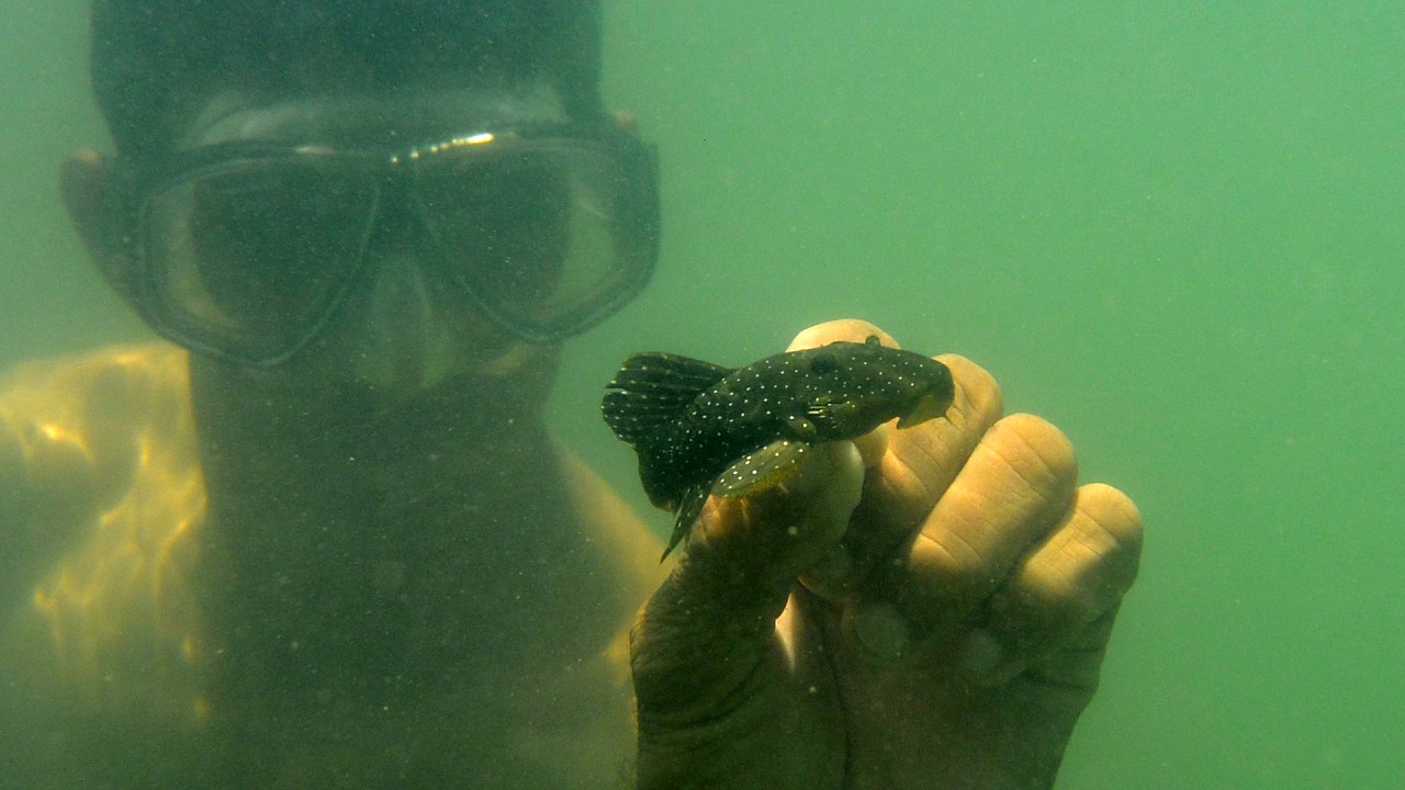 Catching Plecos - Rio Xingu