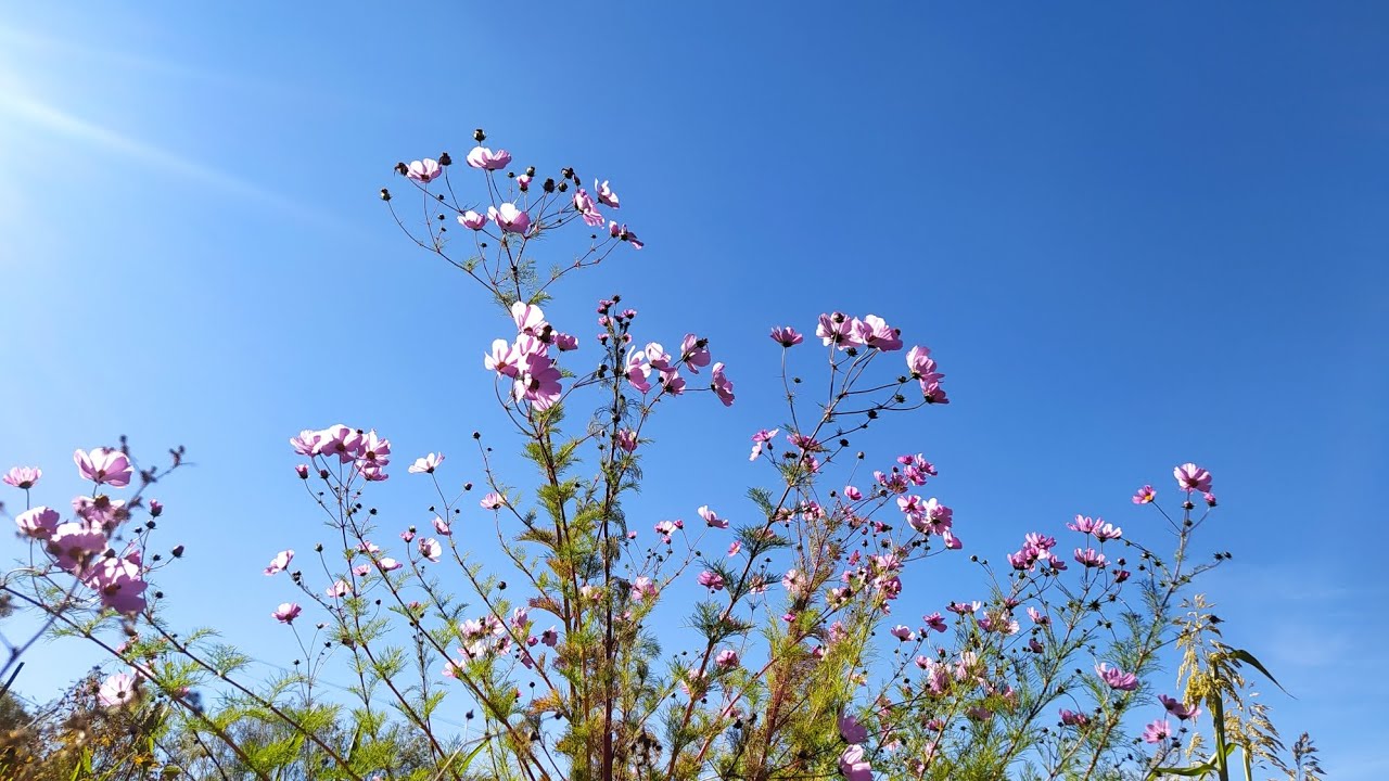 Harvesting broom grass: the final days in the garden