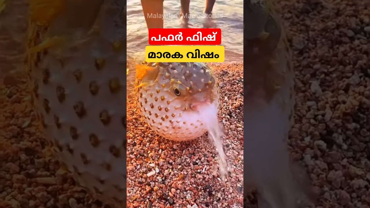 വിഷമുള്ള പഫർ ഫിഷ് #pufferfish #facts #malayalam #shorts